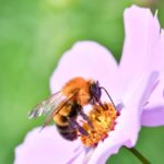 マルハナバチとは？主な生息地や活動時期、他のハチとの違いについて